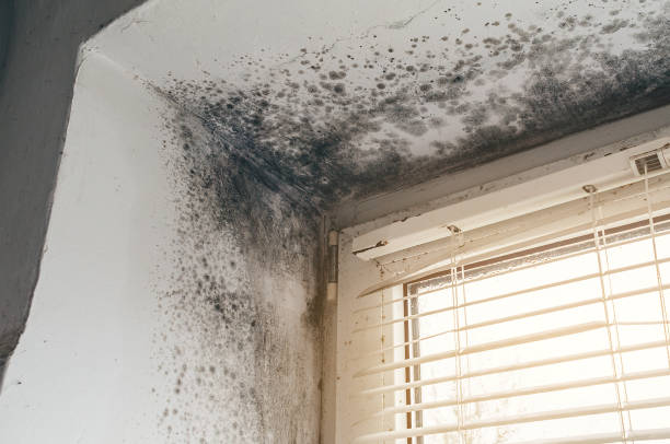 Affordable Basement Mold Removal solutions in Arlington, GA