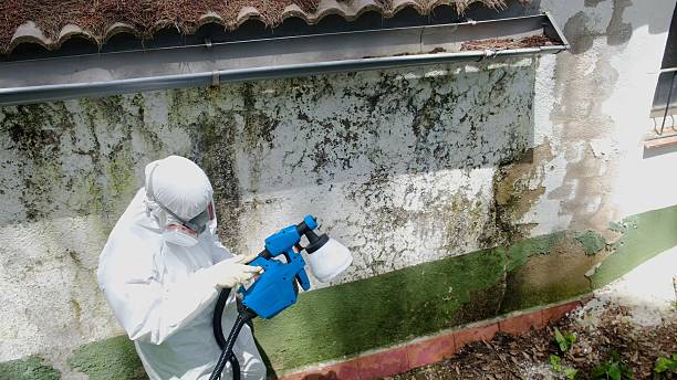 Top rated local Basement Mold Removal specialists in Arlington, GA